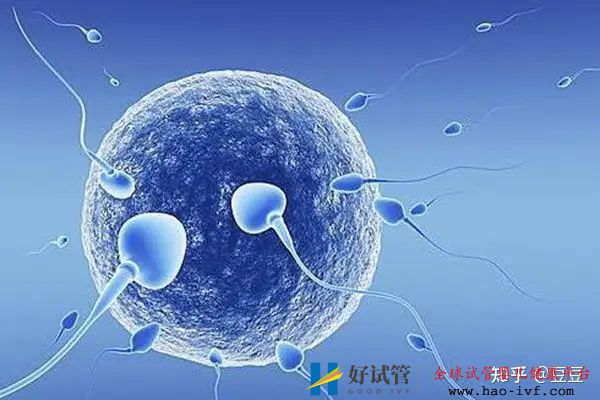 试管婴儿手术需要女性承担多大的痛苦(图2) 试管婴儿手术需要女性承担多大的痛苦(图2)